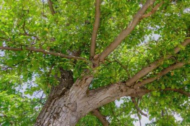 Güneşli bir günde dalları yemyeşil yapraklarla kaplı uzun bir ağaç gövdesinin geniş görüntüsü. Yazın güç, büyüme ve canlılığı sembolize eden doğal arka plan.