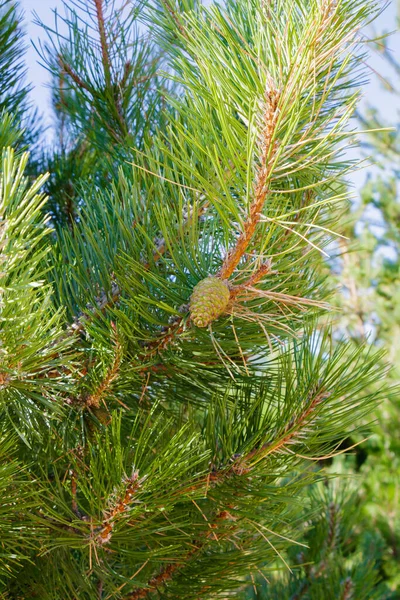 Parlak bir günde çekilen ve ağacın doğal güzelliğini vurgulayan yemyeşil iğnelerin arasında gelişmekte olan bir koninin yer aldığı bir çam ağacının yakından görüntüsü..
