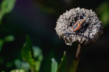 Bir kundakçının (Pyrrhocoris apterus) kırmızı ve siyah işaretli yakın çekim makrosu, kurutulmuş bir çiçeğin başında oturur, böcek detaylarını ve güneş ışığında doğal karşıtlığı gösterir.