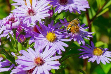 Bal arısına yakın plan, mor tozlaşan paskalya çiçekleri sarı merkezlerle, doğal bir sonbahar bahçesi ortamında nektar toplama ve tozlaşma sürecini yakalıyor..