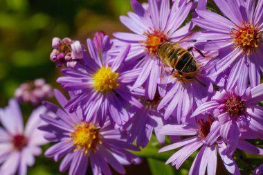 Balarısı tozlaşan mor bir paskalya çiçeğinin parlak güneş ışığında çiçek açmasının makro görüntüsü. Nektar koleksiyonu ve böceklerle çiçek açan bitkiler arasındaki bağlantıyı gösteriyor..