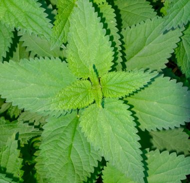 Keskin tırtıklı kenarları olan ısırgan otu yapraklarının detaylı makro görüntüsü. Parlak güneş ışığıyla çekilen ve doğal dokularını ve tıbbi bitkisel anlamlarını gözler önüne seren..