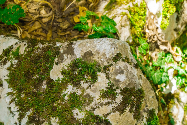 A forest rock partially covered with green moss and surrounded by ivy leaves, illuminated by soft sunlight, symbolizing resilience, renewal, and the persistence of life.