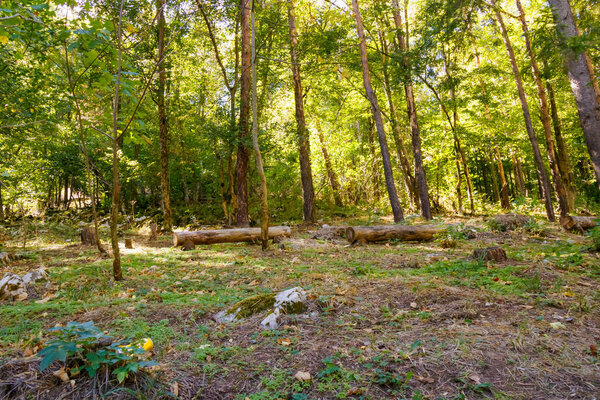 Close-up of moss-covered limestone rocks on a forest hillside, glowing in sunlight with green textures, symbolizing natures resilience, adaptation, and enduring vitality.