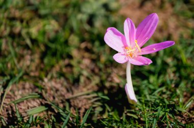 Narin, pembe bir sonbahar güz gülü (Colchicum Autumnale) çiçeği, yeşil çimlerin üzerinde büyür ve sonbaharın başlarında sıcak doğal güneş ışığıyla aydınlatılır..