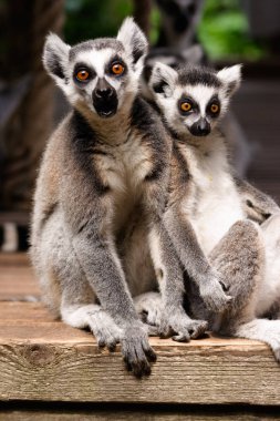 A ring-tailed lemur at the zoo clipart
