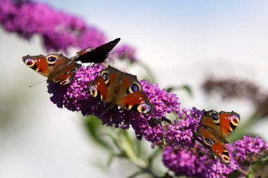 Avrupa Buddleja davidii üzerinde oturan tavus kuşu