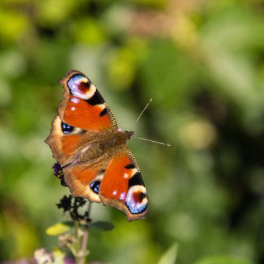 Buddleja davidii üzerinde Avrupa tavus kuşu