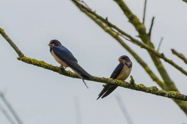 Two Barn Swallows resting on a tree