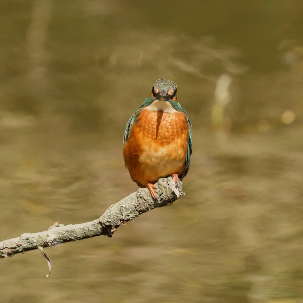 Eurasian Kingfisher Ramo Olhando Diretamente Para Você — Fotografia de Stock