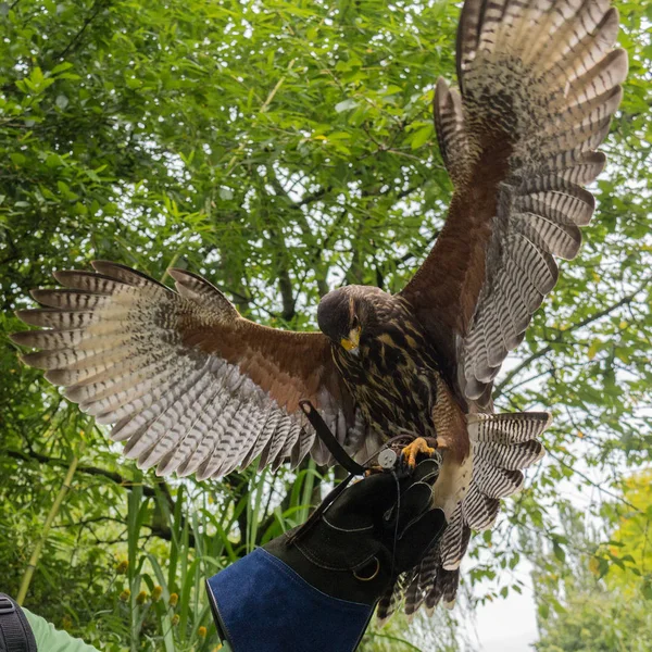 Hawk Aterrissando Uma Luva Falcões — Fotografia de Stock