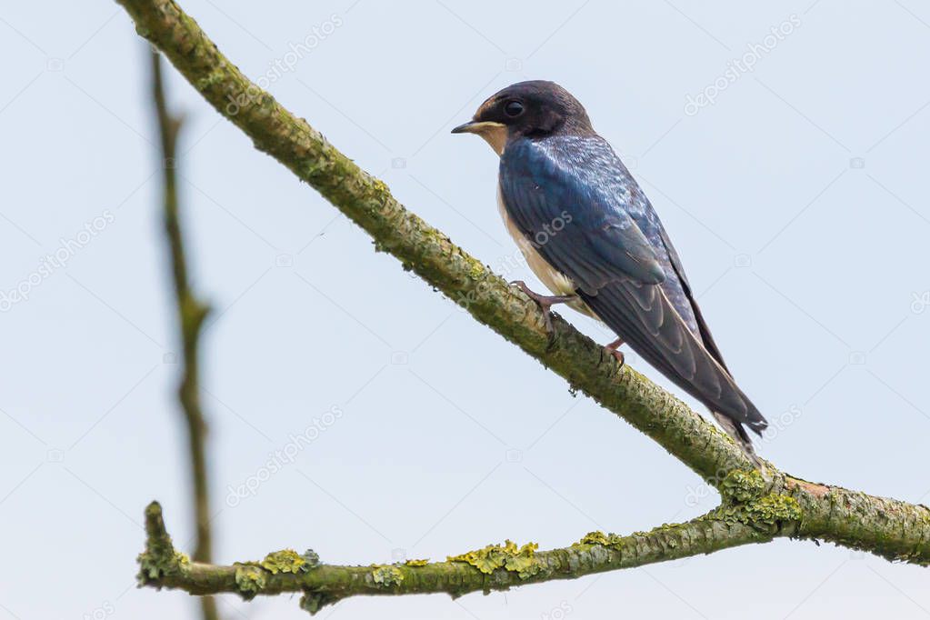 Barn Swallow resting on a twig