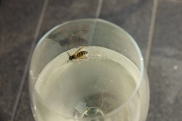 Wasp Drowning Trying Swim Glass White Wine — Stock Photo, Image