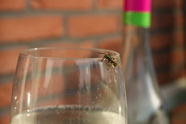 Almost Drowned Wasp Crawls Out Glass White Wine — Stock Photo, Image