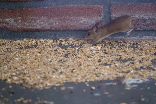 Мышь Питается Пролитыми Семенами Кормушки Птиц Саду — стоковое фото