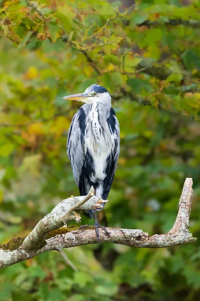 Heron Tüneği, Boyne Nehri, Slane, Meath İlçesi, İrlanda