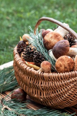 Boletus mantar sepeti. Rustik tarzı, doğal gün ışığı. Yakın çekim. Sonbahar arka plan.