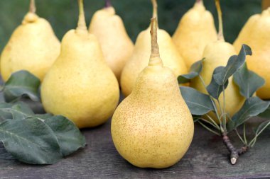 Yeşil çimen, arka plan üzerinde sarı armut.