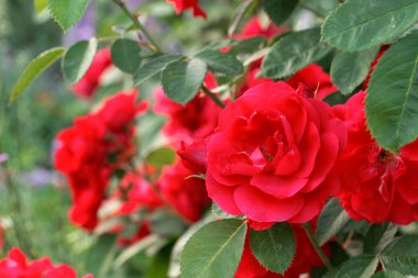 Rose. Çiçek yaz arka plan. 