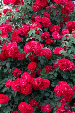 Pembe gül bush. Çiçek yaz arka plan. Bahçıvan ve çiçekçi.