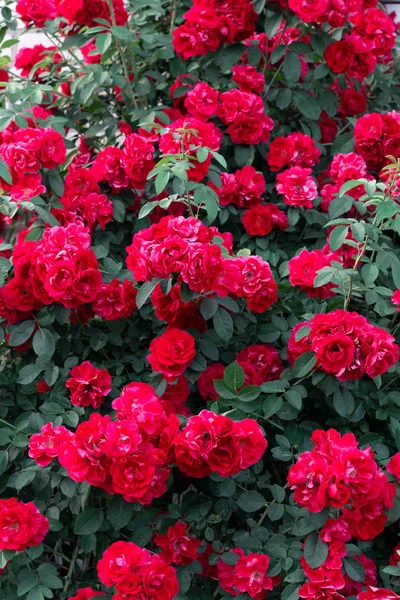 Rosenbusch Blumiger Sommerhintergrund Gärtner Und Florist — Stockfoto
