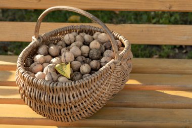 Ceviz sonbaharda hasat. Sepet içinde ceviz. Metin için yer.