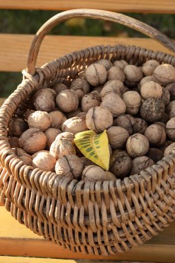 Sepet içinde ceviz. Fındık hasadı.