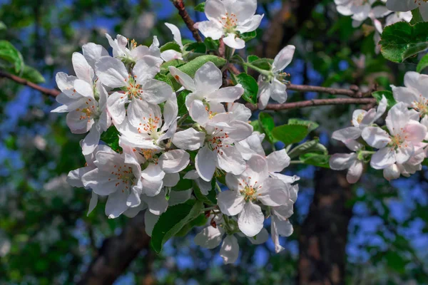 Flor Maçã Primavera Fundo Natural — Fotografia de Stock