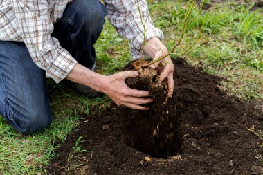Çiftçi toprağa dikim ağaç. Fidan Dikim. 