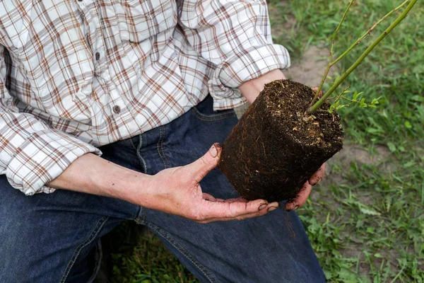 Bahçede genç yaban mersini çalı dikim çiftçi. Çiftçi toprağa dikim ağaç. Fidan Dikim. 