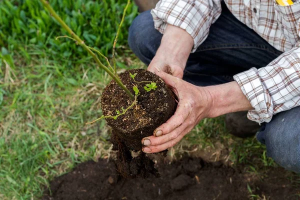 Bahçede genç yaban mersini çalı dikim çiftçi. Fidan Dikim. 