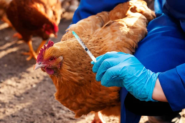 Mavi eldiven ve üniforma kadın veteriner tavuk, tavuk grip aşısı enjeksiyon yapar. Veteriner ilaçları.