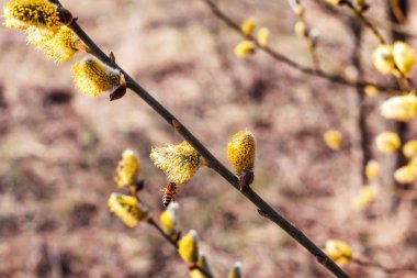 Tatlım--dan keçi söğüt, polen toplama arı bal toplama bahar çiçekli.
