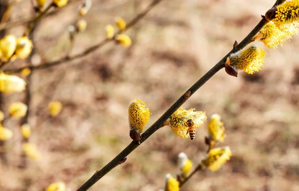 Honey Bee samla pollen från sälg, våren blomning, samla honung. — Stockfoto