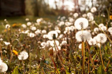 Yaz arkaplanı, günbatımında karahindiba.