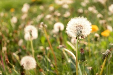 Yeşil çimlerde karahindiba, makro fotoğraf. Yaz arkaplanı.