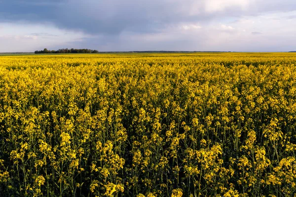 Manzara, sarı kolza tohumu tarlası ve gökyüzü.