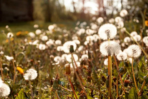 Yaz arkaplanı, günbatımında karahindiba.
