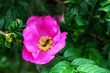 Yakın çekim pembe bahçe gülü. Arı gülün üzerinde bal toplar. Güzellik kavramı, kozmetoloji, doğallık.