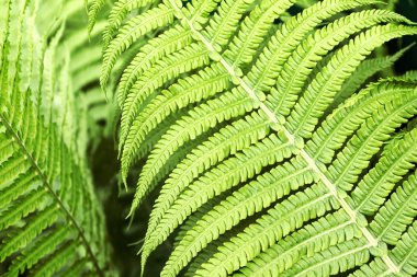 Eğrelti otu yaprakları, makro. Soyut yaz ormanı arka planı.