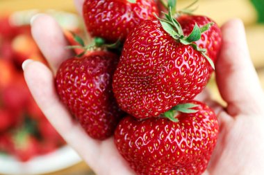 Kadın elinde olgun büyük kırmızı çilek. Yaz kavramı, vejetaryenlik, diyet. Yakın çekim, metin için alan.