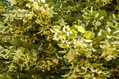 Ihlamur ağacı parkta açar. Doğal ilaç, bitkisel tedavi, bitkisel çay.