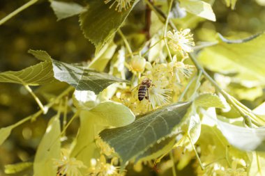 Arı ıhlamur üzerinde bal toplar. Doğal ilaç, bitkisel tedavi, bitkisel çay.