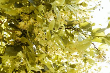 Ihlamur ağacı parkta açar. Doğal ilaç, bitkisel tedavi, bitkisel çay.