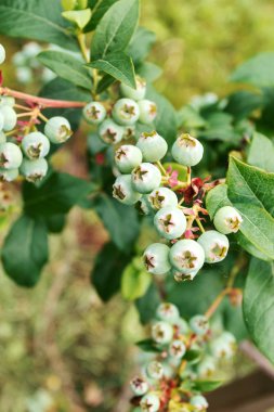 Yaban mersini çalılıklarda olgunlaşır. Bahçıvanlık, meyve toplama. Yatay fotoğraf.