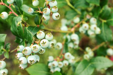 Yaban mersini çalılıklarda olgunlaşır. Bahçıvanlık, meyve toplama. Yakın çekim, makro.
