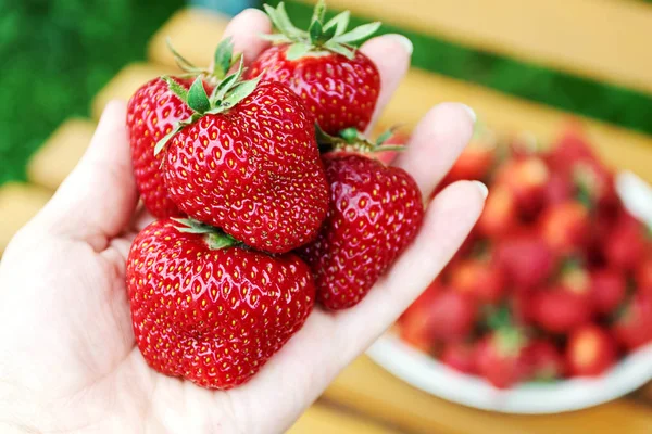 Kadın elinde olgun büyük kırmızı çilek. Yaz kavramı, vejetaryenlik, diyet. Yakın çekim, metin için alan.
