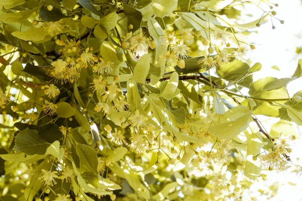 Ihlamur ağacı parkta açar. Doğal ilaç, bitkisel tedavi, bitkisel çay.