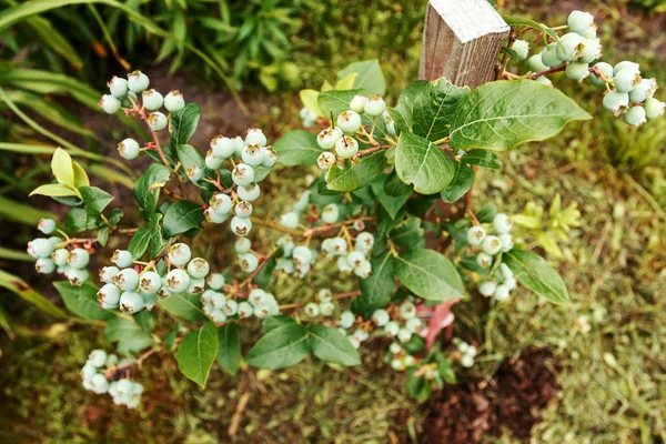 Los arándanos maduran en los arbustos. Jardinería, cosecha de bayas . —  Fotos de Stock