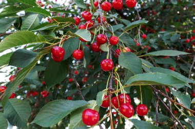 Ağaçta olgun kiraz. Yazın böğürtlen topluyorum. Doğal gıda, eko-çiftlik..
